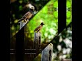 Sony a6000 wildlife plus Lightroom #shorts #cinematic