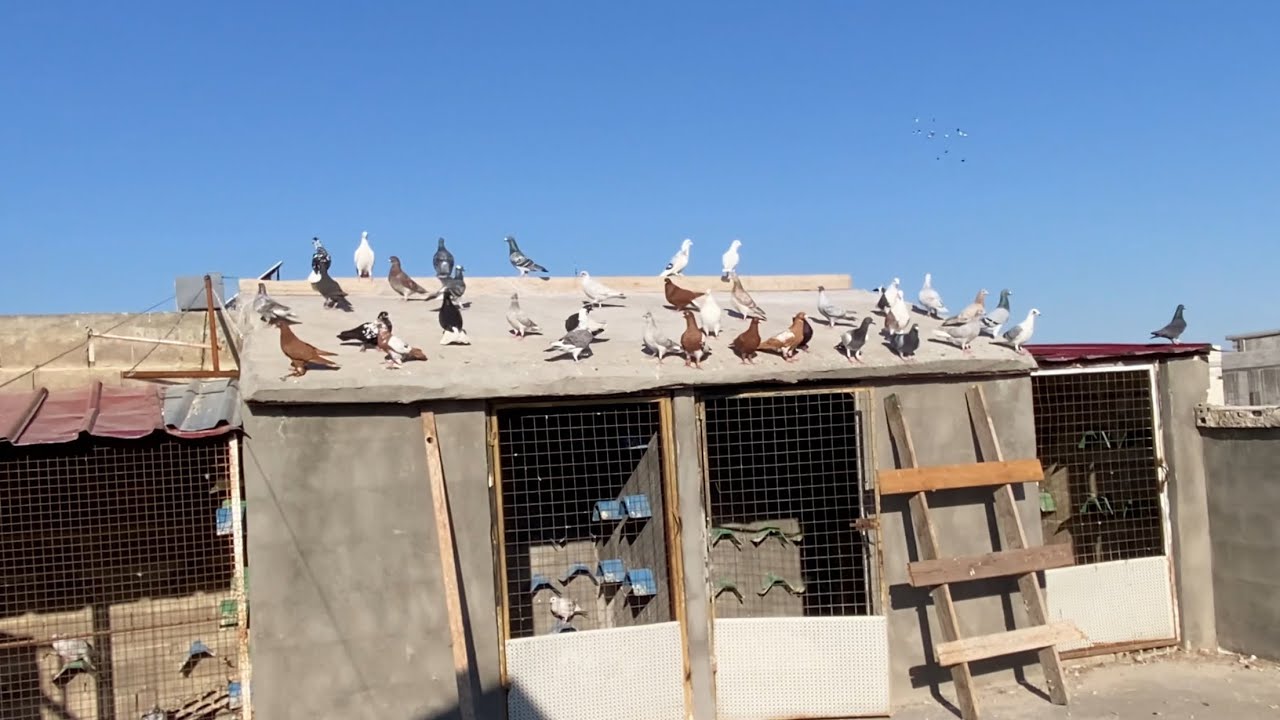 حط عندي ثلاث طيور رمضان كريم😁