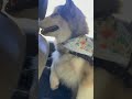 #luna #malamute