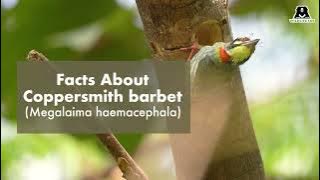 Facts About Coppersmith Barbet