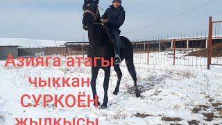 СУРКОЁН жылкы тукуму АРЗАН ЭЛЕ/СРАЗУ САТЫЛДЫ/ 0777430560 /What's app +996708032538