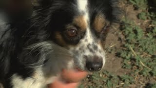 Tower District pet owners warn to keep pets inside