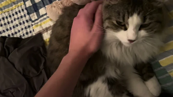 Watch the video about Siberian cat purrs loudly and tries to eat my hand
