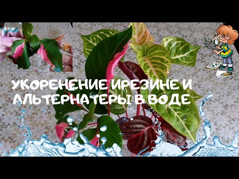 Как я укореняла черенки  ирезине и альтернатеры в воде.Такие неудачи  бывают и у опытных цветоводов