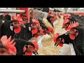 From Farm To Table Inside Modern Poultry Factory Process 