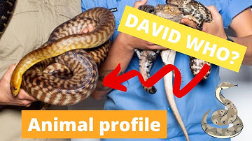 David! Our Woma python- The Wildlife Twins
