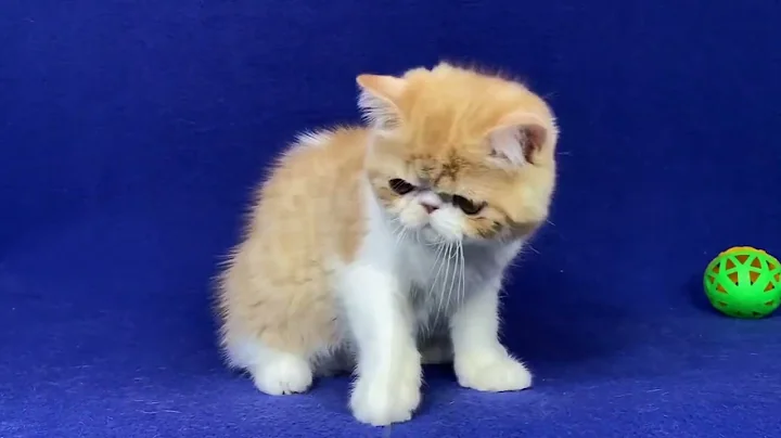 Video 4075631: exotic shorthair male kitten, white exotic shorthair kitten, exotic shorthair cattery, exotic shorthair red white