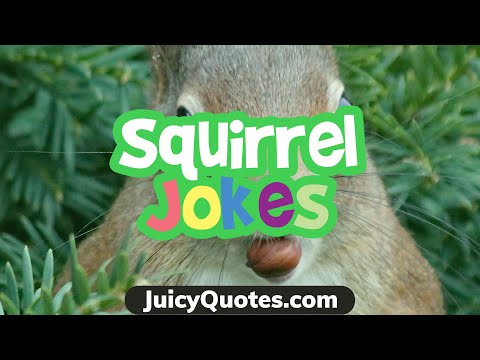 funny-squirrel-jokes-and-puns---you-will-have-a-good-laugh