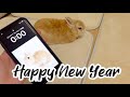 Happy New Year🎍2025年 うさぎのもこをよろしくね🐰