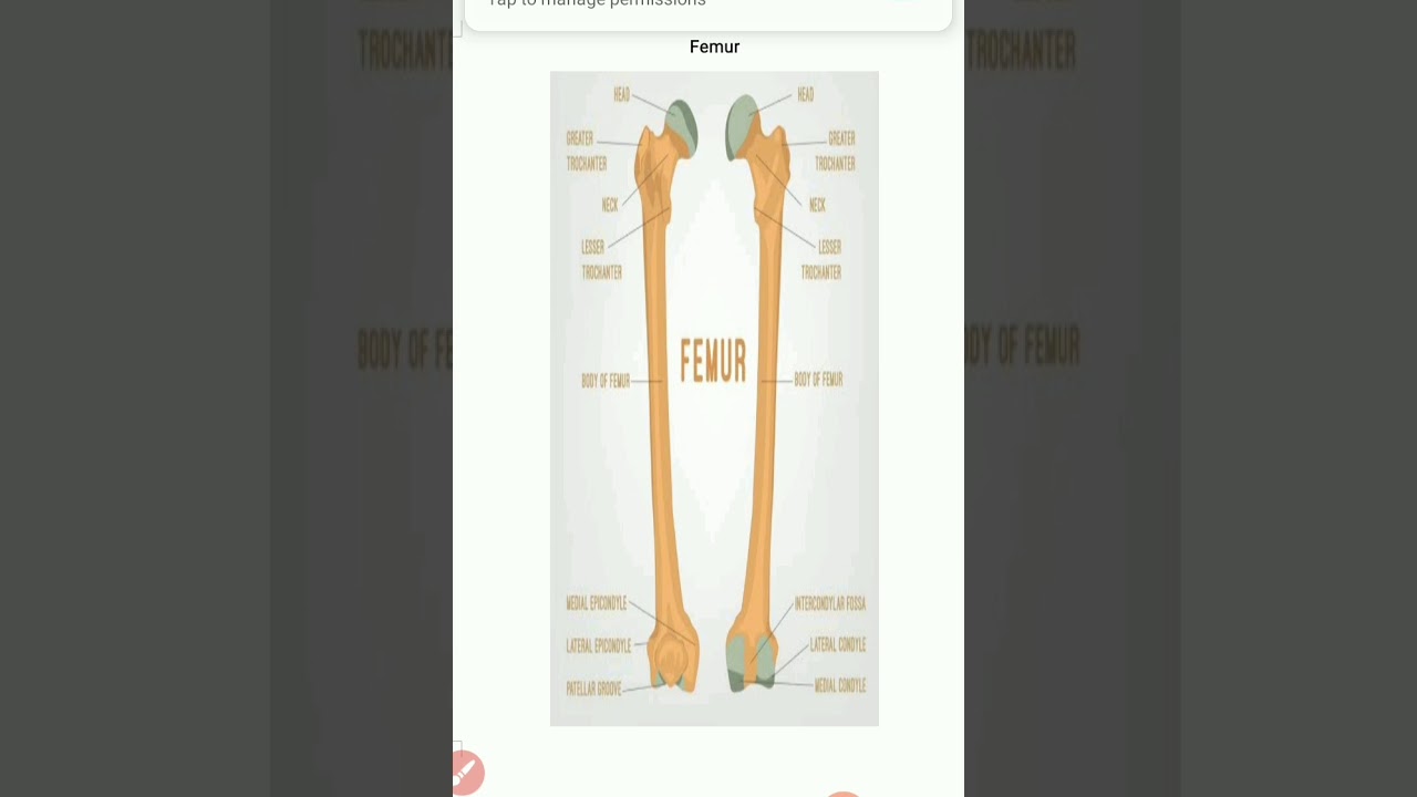 Anatomy of Femur bone - YouTube