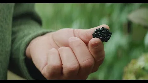 Driscolls Blackberries | Pursuit of Flavor