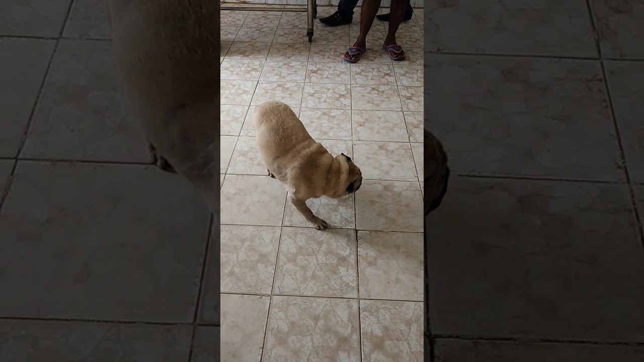 Circling in dog vestibular syndrome YouTube