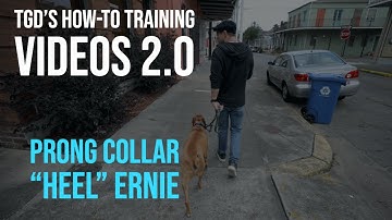 How-To Prong Collar "Heel" - With Ernie