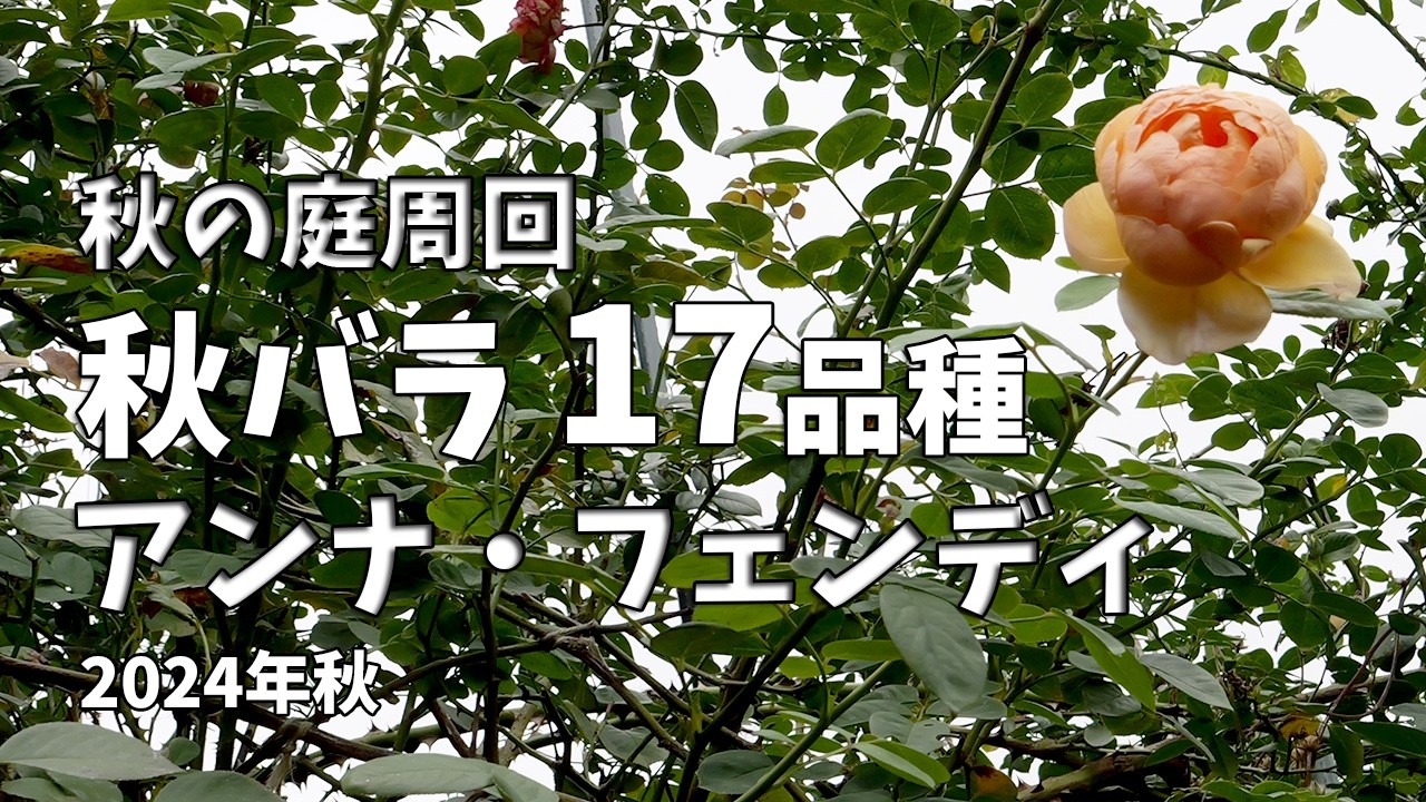イタリアからの贈り物！アンナ・フェンディ。秋バラ17品種と草花。秋の 