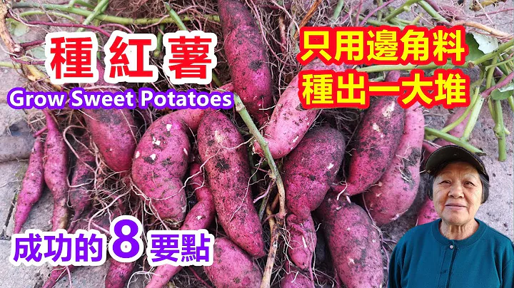 【种红薯】只用番薯的边角料，种出一大堆地瓜，这8个要点是成功的关键，育苗，土壤，种植方法，气候光照，摘心，提蔓，施肥，浇水 How to Grow Sweet Potatoes - 天天要闻