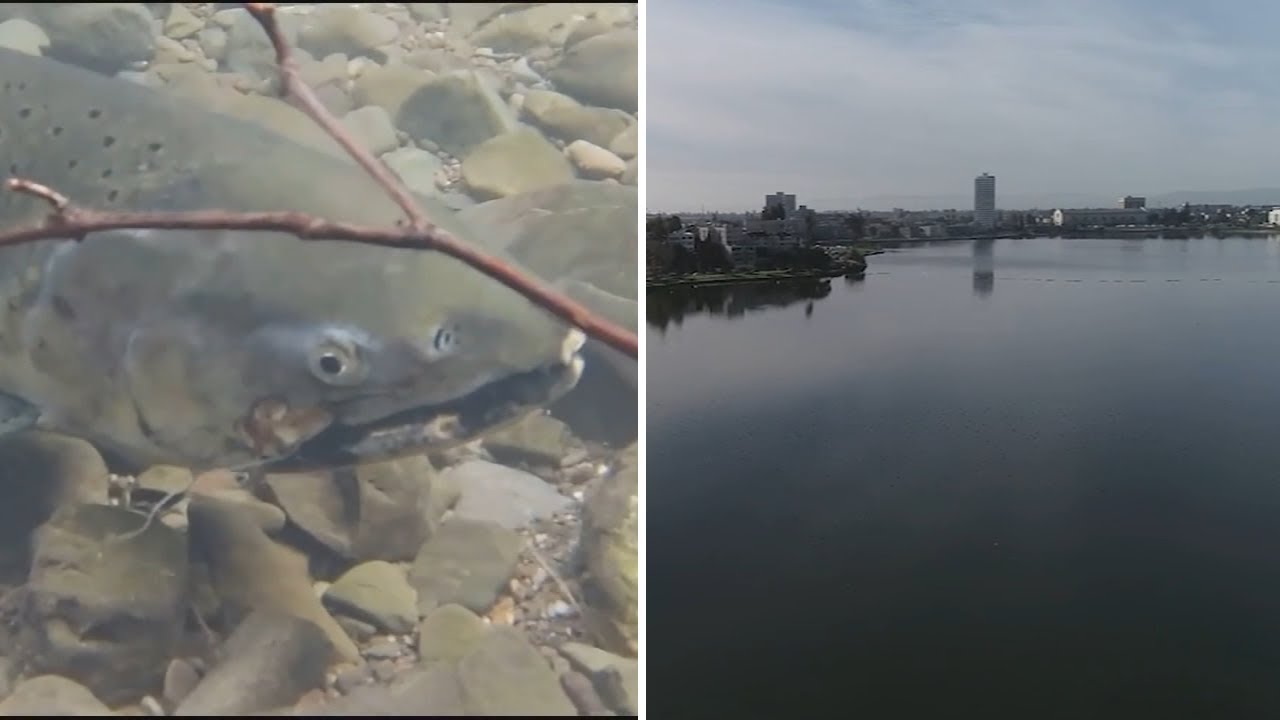 World's freshwater fish at risk of extinction, experts say. Here's how it could affect you