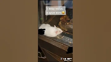 Как нельзя кормить змей #маисовыйполоз #змея #змеи #рептилии #cornsnake #snake #ratsnake #snakevideo