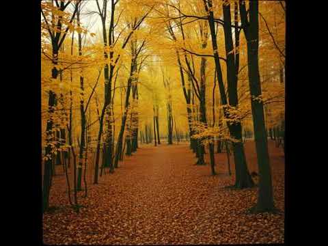 Voilà L Automne Storyroc Musique Spotify Newmusic Chanson Music Ambiance Emotionalstory