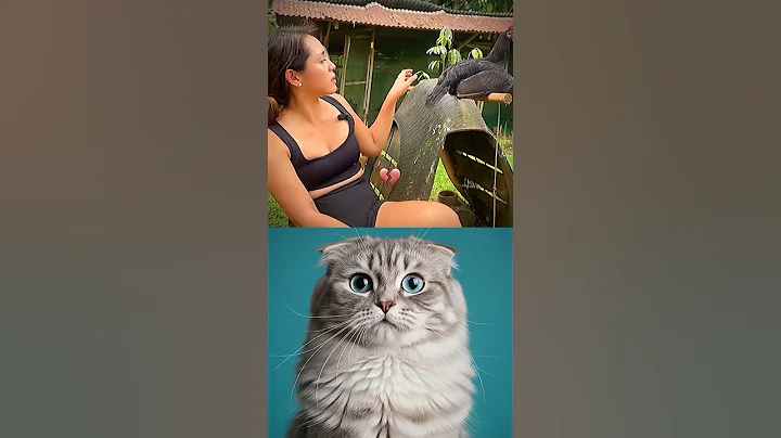 Video 10245801: catlover funnycats funnycatvideos, cat funny popular