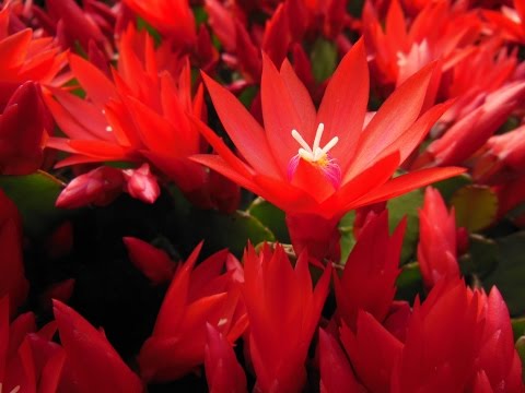 Video: Informácie o semienkach kaktusu Epiphyllum – tipy na pestovanie semien Epiphyllum