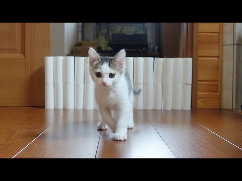 【みり編】高くなっていくトイレットペーパーの芯とねこ。 #Shorts