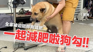 【好味小姐】一起減肥啦狗勾全家被迫陪胖狗減肥...好味貓日常219