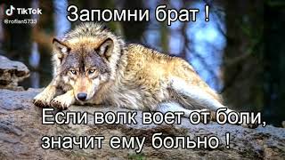 Цитаты волка из тиктока подборка #2