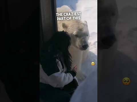 Video: Pet Scoop: Polarni medvjed u Torontu treba ime, pas s tajanstvenom fotografijom dobiva dom