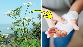 If You See This Plant, Avoid Touching It at All Costs