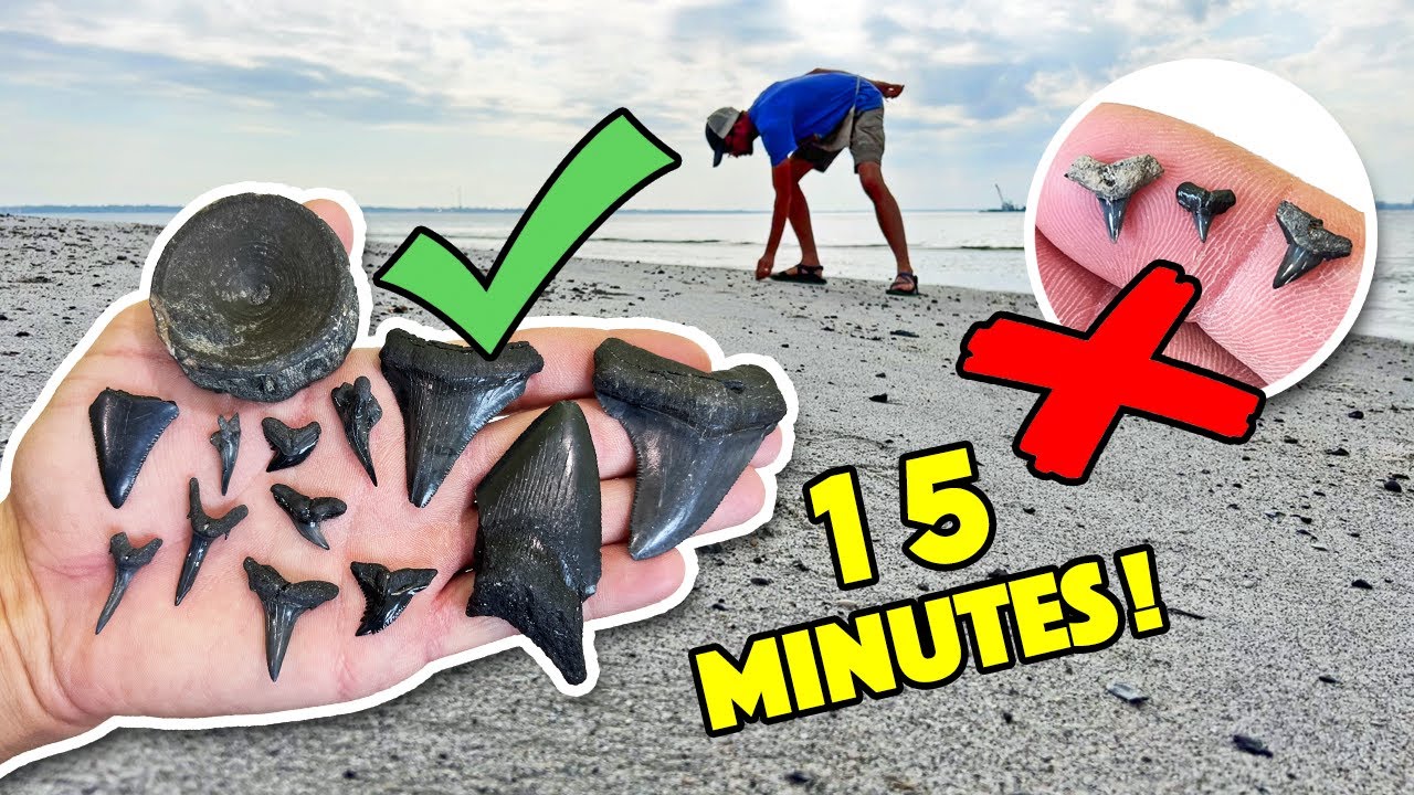 The Best Method To Find Shark Teeth On The Beach!! (Professionally Tested  Approved!)