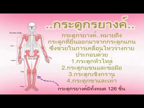 ความสำคัญและหน้าที่ของระบบกระดูกและข้อต่อ