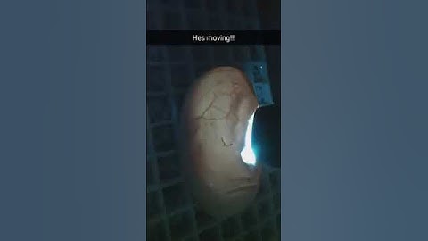 Ball python moving inside the egg