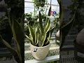 Snakes hate these 4 plants! 🐍 Which one will you plant first?” 🌿. #shortsfeed #goviral #snakes