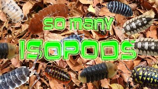 ISOPOD COLLECTION TOUR