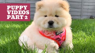 Mimi the Chow - Puppy Video’s (Part 2)