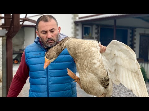 Видео: Рецепти за гъски