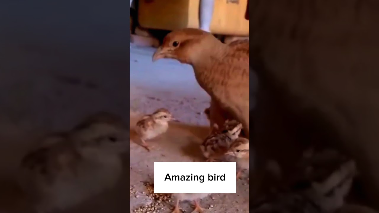 #birds