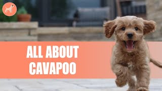 Cavapoo (Poodle And Cavalier King Charles Spaniel Mix): Everything You Need To Know