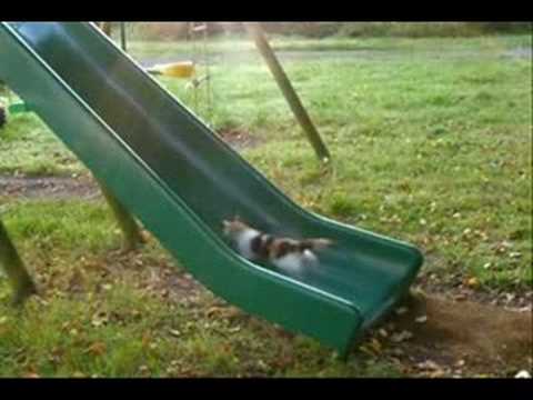 Kittens Playing on a Slide. Who Needs a Treadmill?