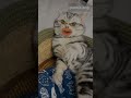 #meowmeowfunny cat funny short videos #meowmeow #gali #galaxy A1 A2 A3 A4  A5 A6 A7 A8