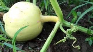 How to vine bury-key to huge pumpkins