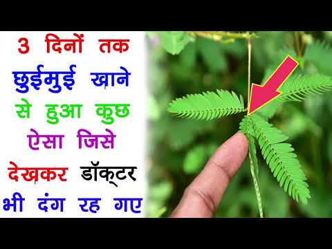 3 दिनों तक छुईमुई खाने के फ़ायदे | chui mui ke fayde | Roganusar