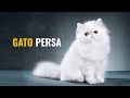 El Gato Persa: temperamento y cuidados. ¿Es el gato persa el adecuado para ti?