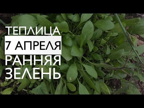 Моя теплица 7 апреля ( моя рассада и ранняя зелень )