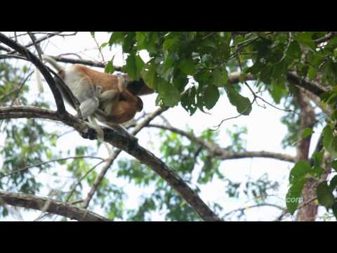 Kinabatangan River, Malaysia (1080HD) Travel Video