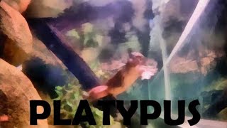 Platypus Habitat 🦆➕🐿️