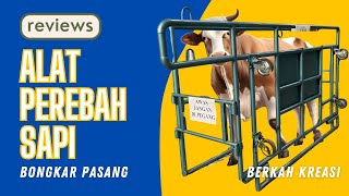 Review Alat Perebah sapi. Dijamin sapi ikhlas di kurbanin