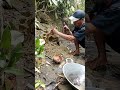 panning for gold on the banks of the river#shorts , jangan lupa, laek komen, dan sasikreb