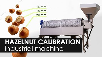 Hazelnut calibration in industrial production. Calibration machine 200 kg/hour