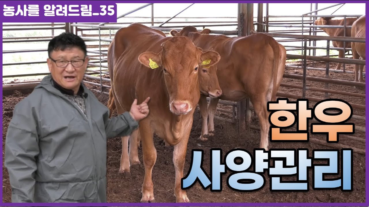 한우 사양관리,  번식우, 송아지,  왜 암소가 중요한 것일까? (황성구 교수/한경대)